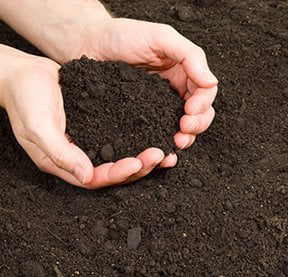 How to Choose the Right Soil for Healthy Plants.