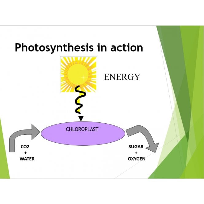 Gardening and Horticulture Lesson Plans.