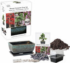 Bonsai pine - seed growing kit gift set