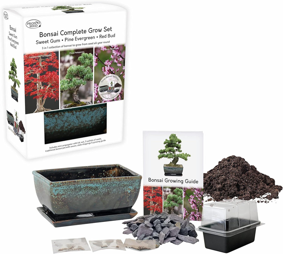 Bonsai pine - seed growing kit gift set