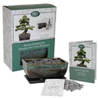 Bonsai pine - seed growing kit gift set