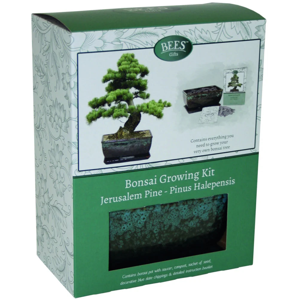 Bonsai pine - seed growing kit gift set