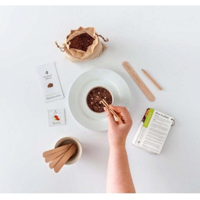 Grow Your Own Bonsai Kit