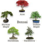 Grow Your Own Bonsai Kit