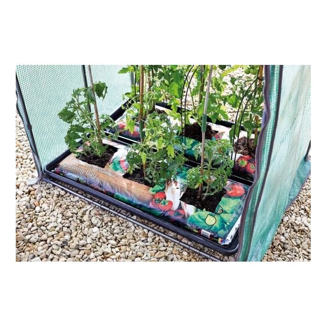 Tomato, Cucumber, Chillie and Pepper Growing Propagator